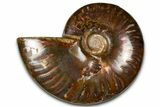 Polished Red Flash Ammonite (Cleoniceras) Fossil - Madagascar #367716-1